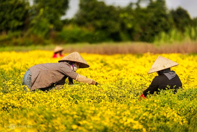 Hoa cúc chi đặc trưng của vùng đất Hưng Yên