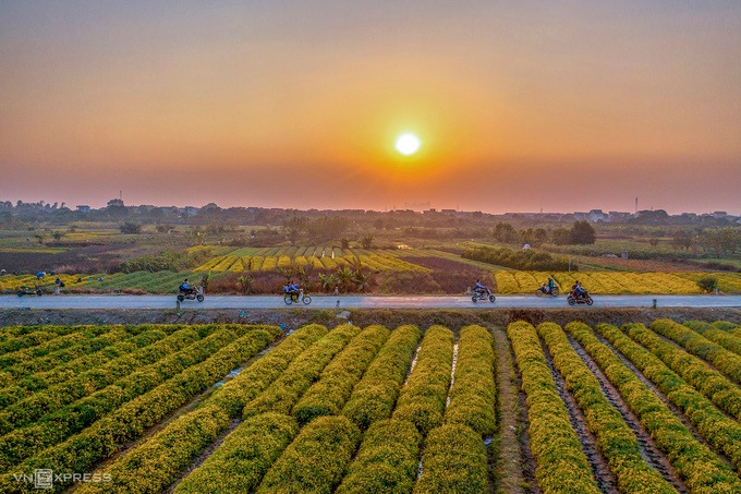 Đường đi đến cánh đồng cúc chi Nghĩa Trai