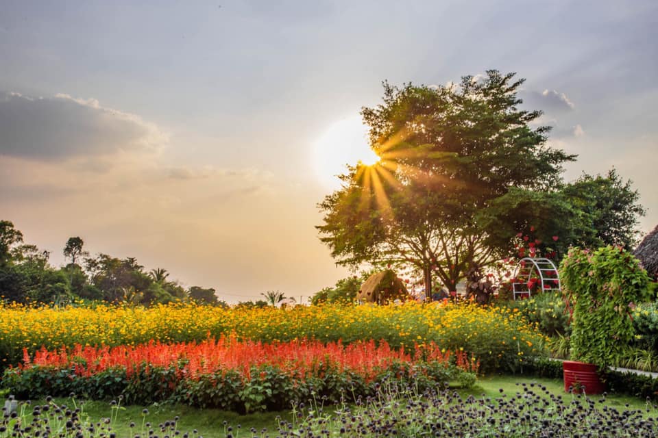 Không gian cánh đồng hoa Nhị Bình