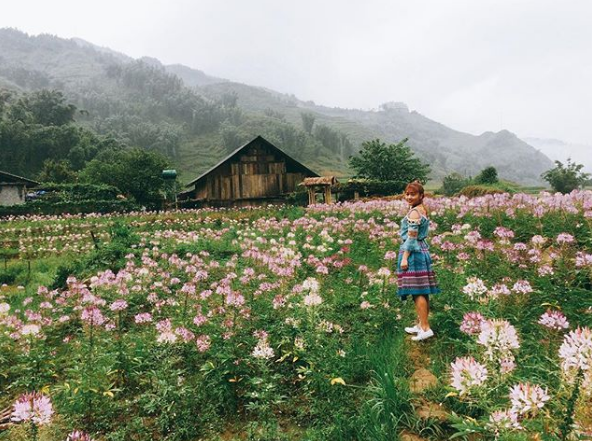 Cánh đồng hoa hồng Ri tại bản Cát Cát Sapa