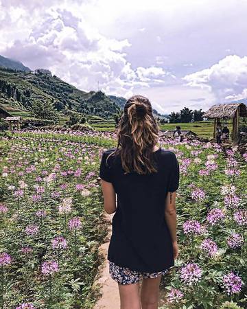 Hoa hồng Ri giữa thiên nhiên Sapa