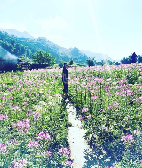 Hoa hồng Ri nở rộ ở Sapa