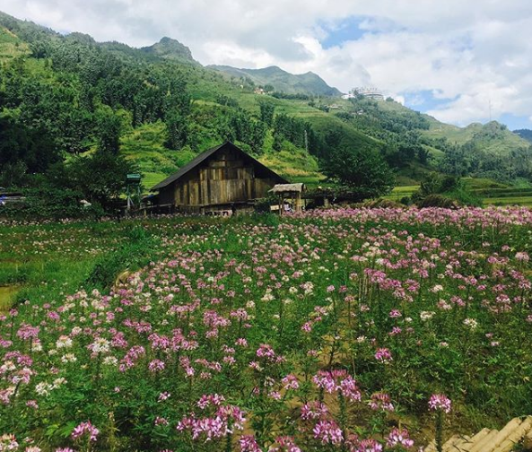 Sắc hoa hồng Ri rực rỡ Sapa