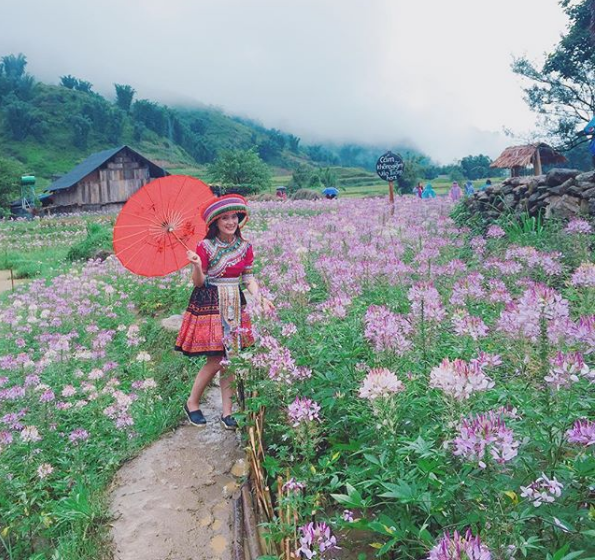 Cánh đồng hoa hồng Ri ven suối Cát Cát
