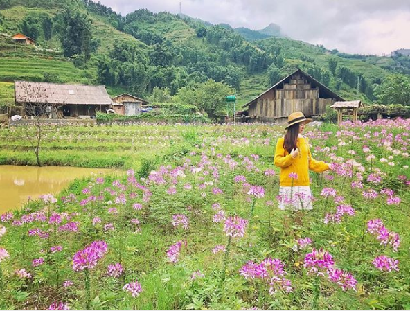 Cánh đồng hoa hồng Ri đẹp ngất ngây