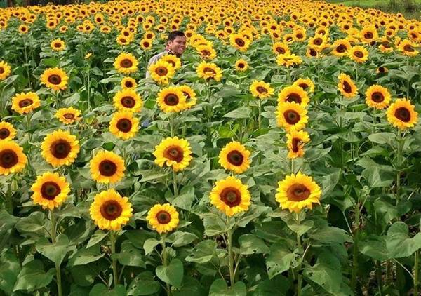 Thảm hoa hướng dương Đà Lạt buổi chiều