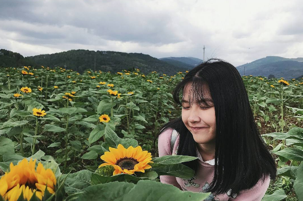 Hoa hướng dương Đà Lạt ven đồi chè