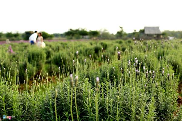 Cánh đồng hoa lavender đầu tiên ở Hà Nội rộng 1.500 m2 đang nở rộ.
