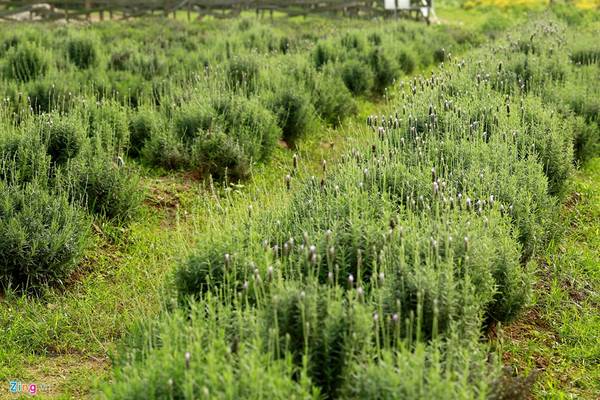 Chủ vườn chia sẻ về hành trình trồng cánh đồng hoa lavender đầu tiên ở Hà Nội.
