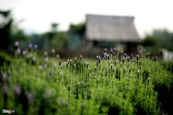 Lấy giống hoa lavender từ Đà Lạt về trồng tại Hà Nội.