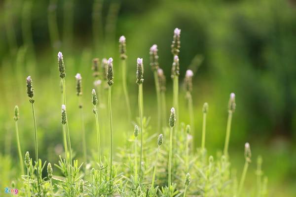 Chăm sóc cánh đồng hoa lavender đầu tiên ở Hà Nội qua nhiều khó khăn.