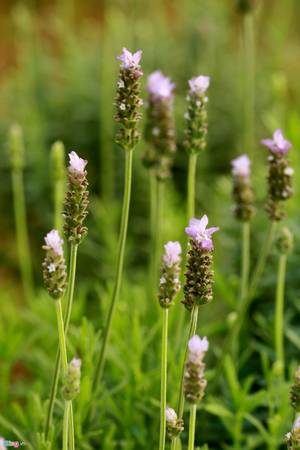 Cánh đồng hoa lavender đầu tiên ở Hà Nội bắt đầu nở cuối tháng 3.