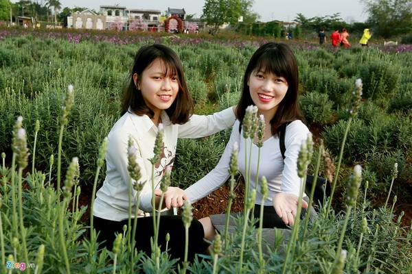 Nhiều bạn trẻ đến chụp ảnh tại cánh đồng hoa lavender Hà Nội.