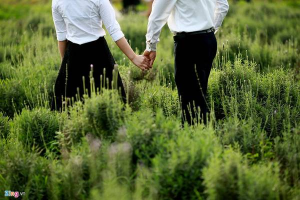 Cách bảo quản hoa lavender khi hết mùa ở Hà Nội.