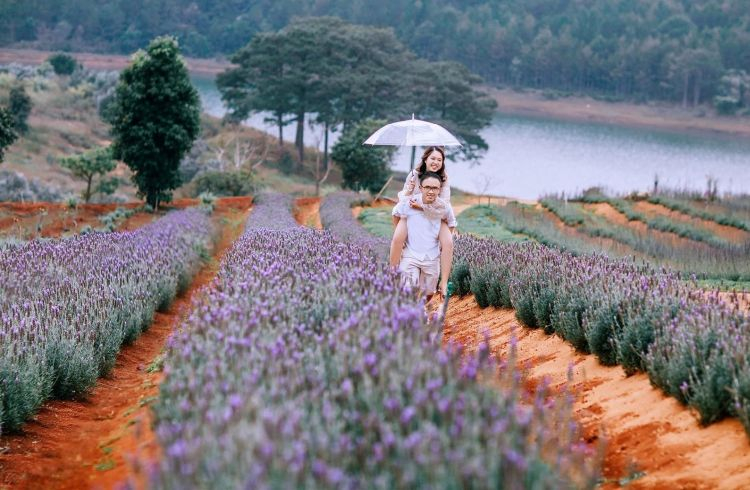 Cánh đồng hoa Lavender hồ Tuyền Lâm