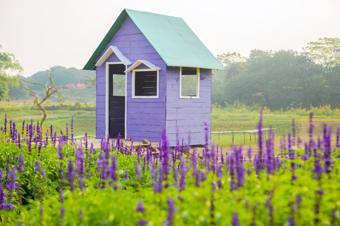 Tiểu cảnh nhà gỗ giữa cánh đồng hoa nữ hoàng xanh