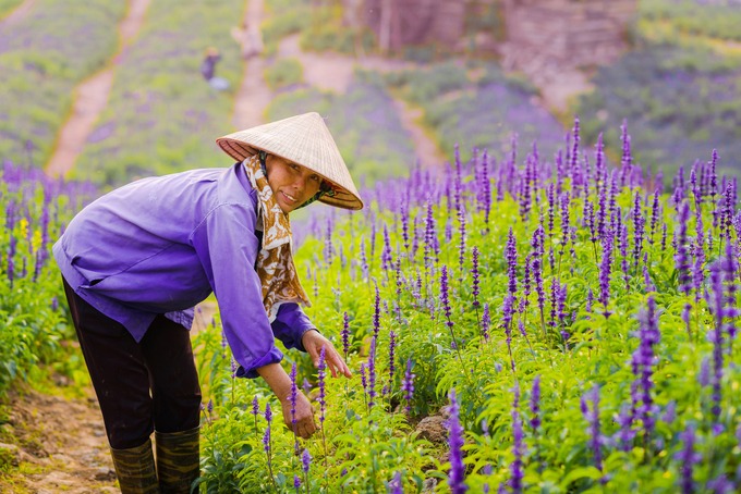 Đường đến cánh đồng hoa nữ hoàng xanh Thảo Nguyên Hoa