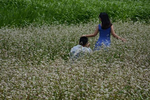 Chụp ảnh tại cánh đồng hoa tam giác mạch Lâm Đồng bên hồ nước