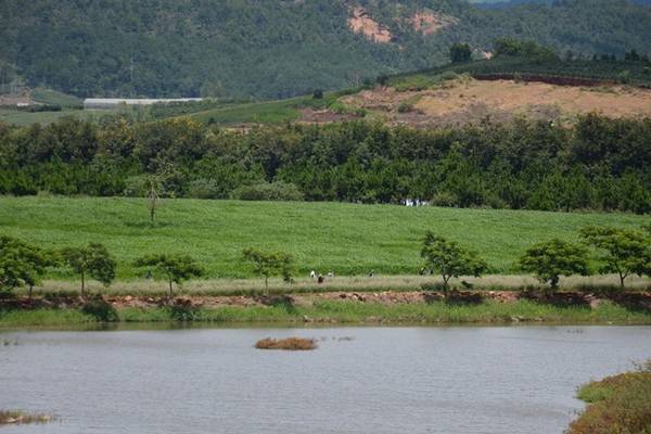 Cánh đồng hoa tam giác mạch Lâm Đồng đẹp như tranh