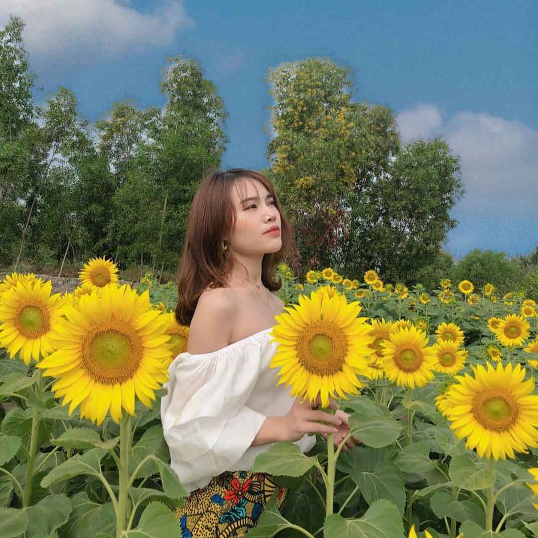 Cánh đồng hướng dương Sài Gòn nở rộ