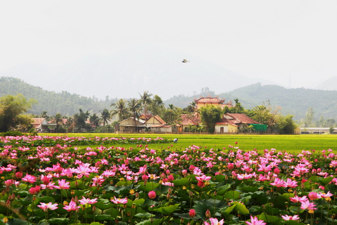 Khám phá đầm sen Ninh Hưng xinh đẹp tại tỉnh Khánh Hòa