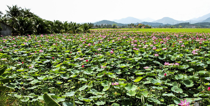 Khung cảnh yên bình thơ mộng tại đầm sen Ninh Hưng Khánh Hòa