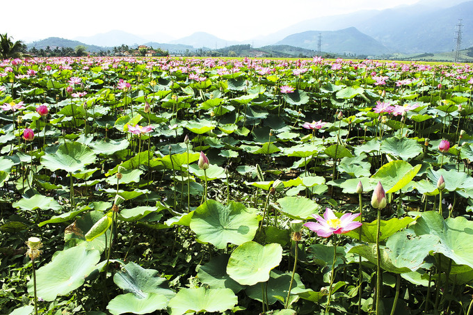 Lưu ý khi đến tham quan đầm sen Ninh Hưng Khánh Hòa