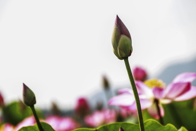 Thời điểm lý tưởng ngắm cảnh đầm sen Ninh Hưng vào sáng sớm