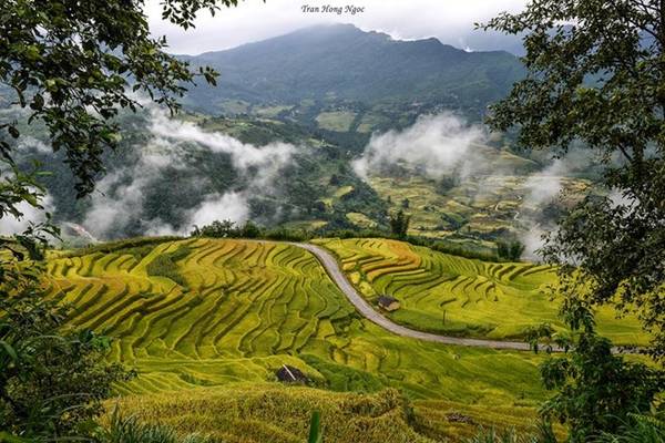 Y Tý mùa lúa chín nằm trên vùng núi đá cao khoảng 2000m