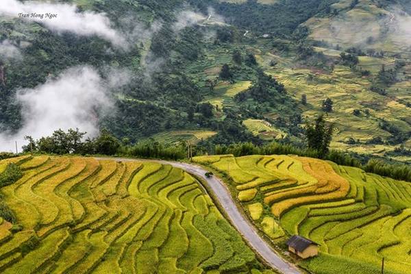 Biển mây trên ruộng Y Tý mùa lúa chín