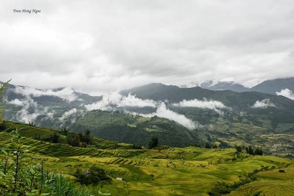 Ruộng bậc thang Y Tý mùa lúa chín đẹp như biển vàng