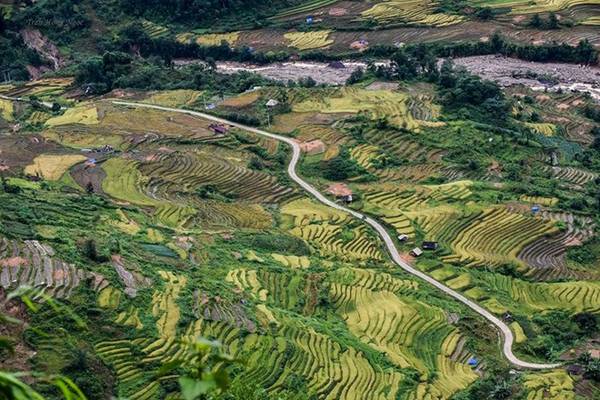 Nét đẹp mộc mạc Y Tý mùa lúa chín