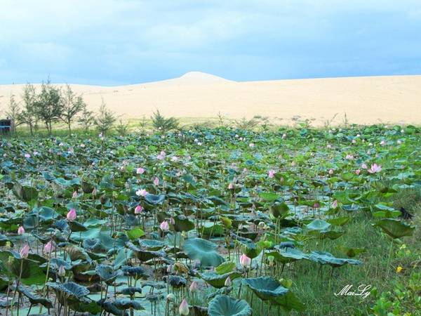 Một điều thú vị nữa, ngoài cái tên Bàu Trắng, nơi đây còn được biết đến với tên gọi Bàu Sen, vì hàng nghìn bông sen thơm ngát tỏa hương vào những tháng mưa về.