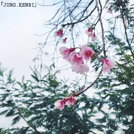Biểu diễn nhạc nước Đà Lạt