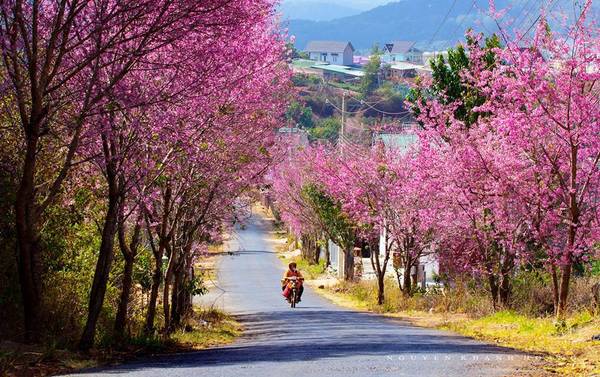 Tham quan hoa anh đào Đà Lạt