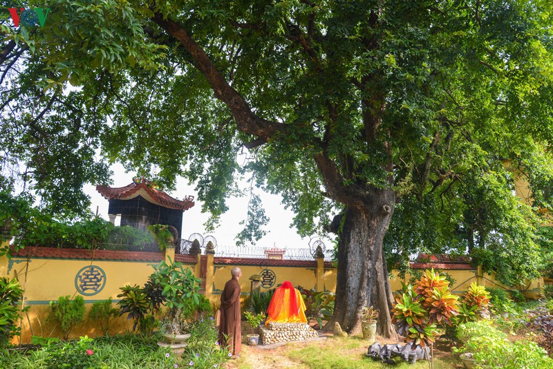 Cây thị 900 tuổi trong khuôn viên chùa