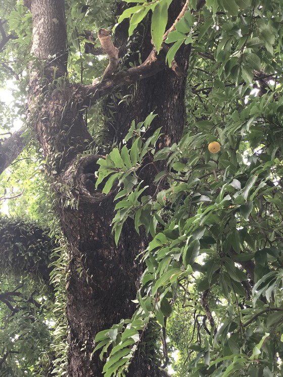Trái của cây thị 900 tuổi