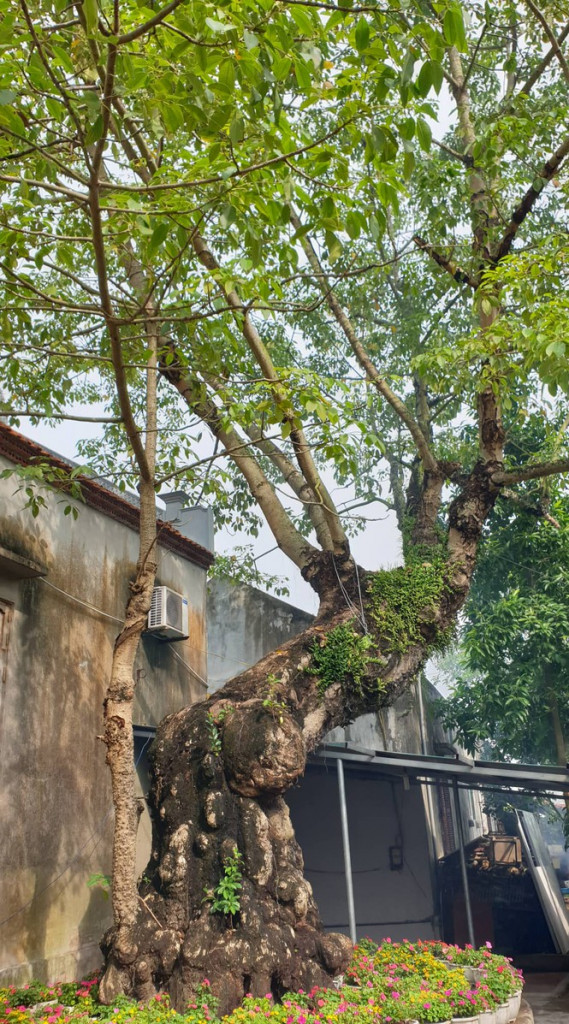 Cây gạo 400 tuổi trong khuôn viên chùa