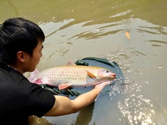 Cá bỗng - nguyên liệu gỏi đặc sản Hà Giang
