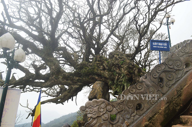 Cây đại cổ ở trước chùa Hoa Yên, Yên Tử