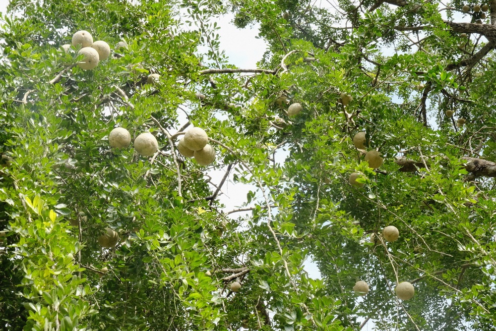 Cây quách sai trĩu quả. Ảnh: Quánh Duy Thịnh/Báo Thanh Niên.