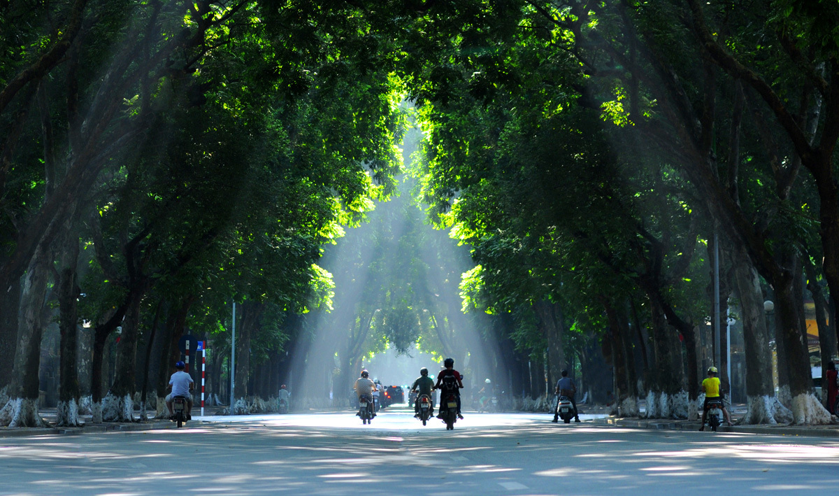 Cây sấu trên đường Phan Đình Phùng