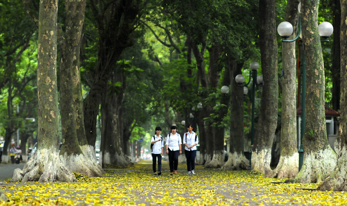 Lá sấu rụng tạo cảnh lãng mạn đường Phan Đình Phùng
