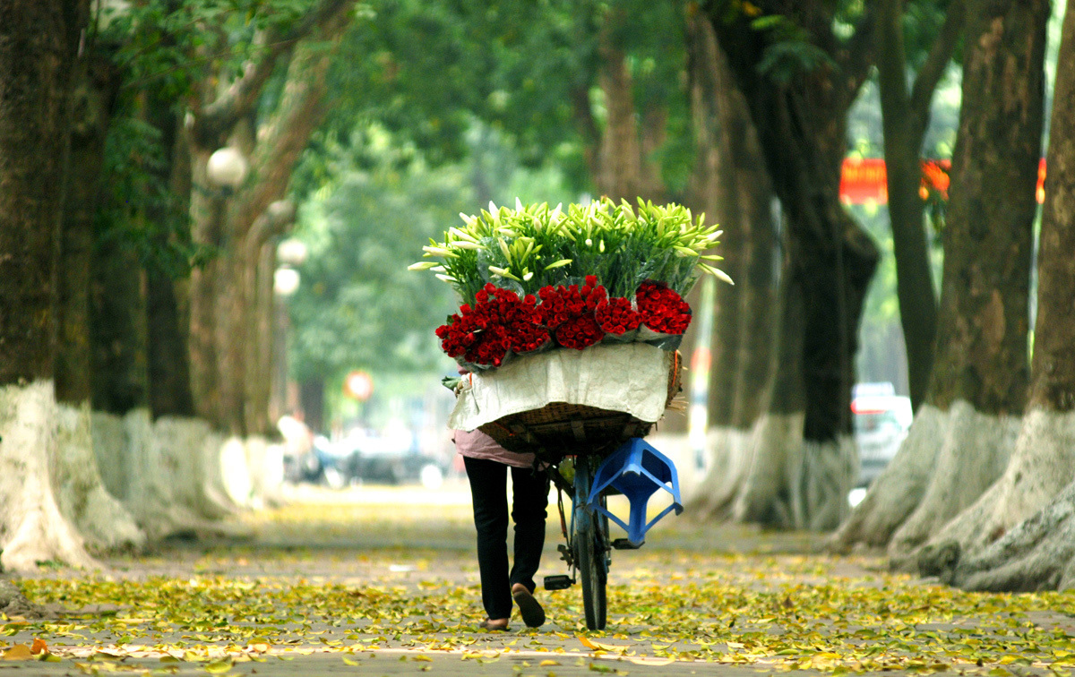Cảnh đẹp đường Phan Đình Phùng mùa hoa sấu