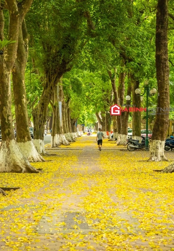 Đường Phan Đình Phùng lãng mạn với lá vàng