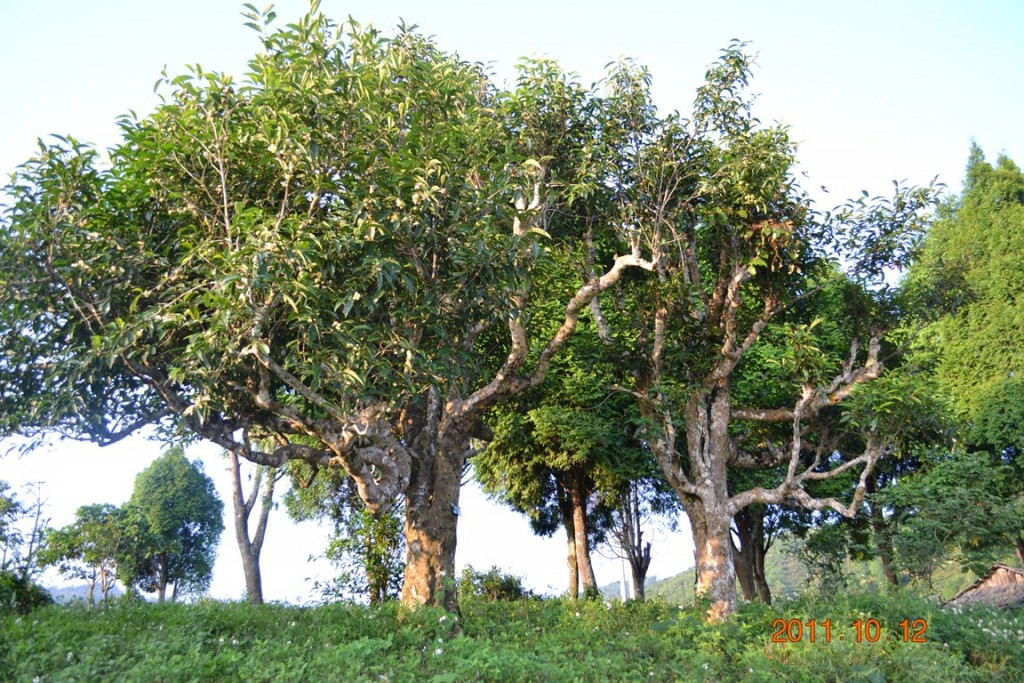 Cây trà cổ thụ Sơn La