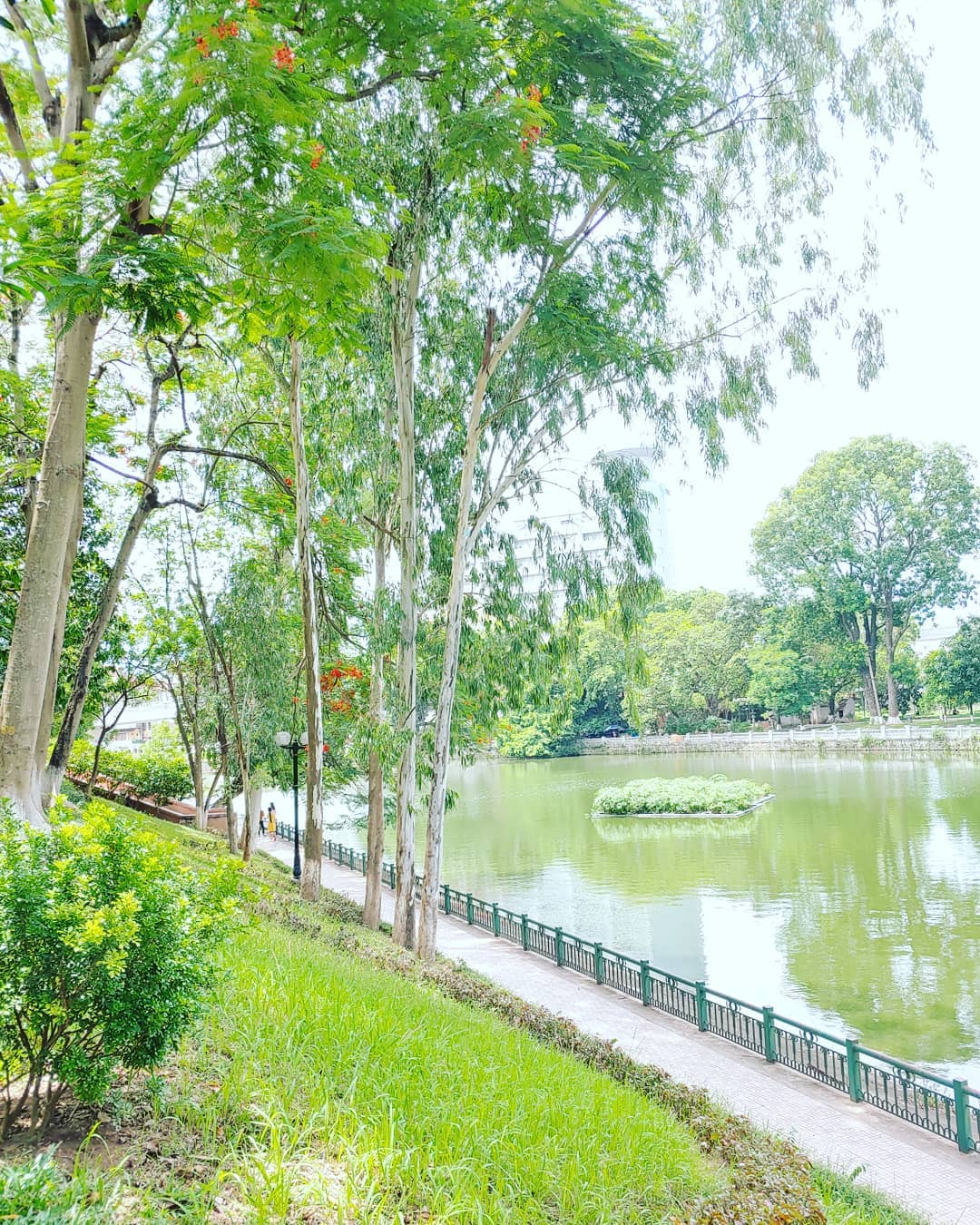 Hàng cây xanh cao tại công viên Thủ Lệ