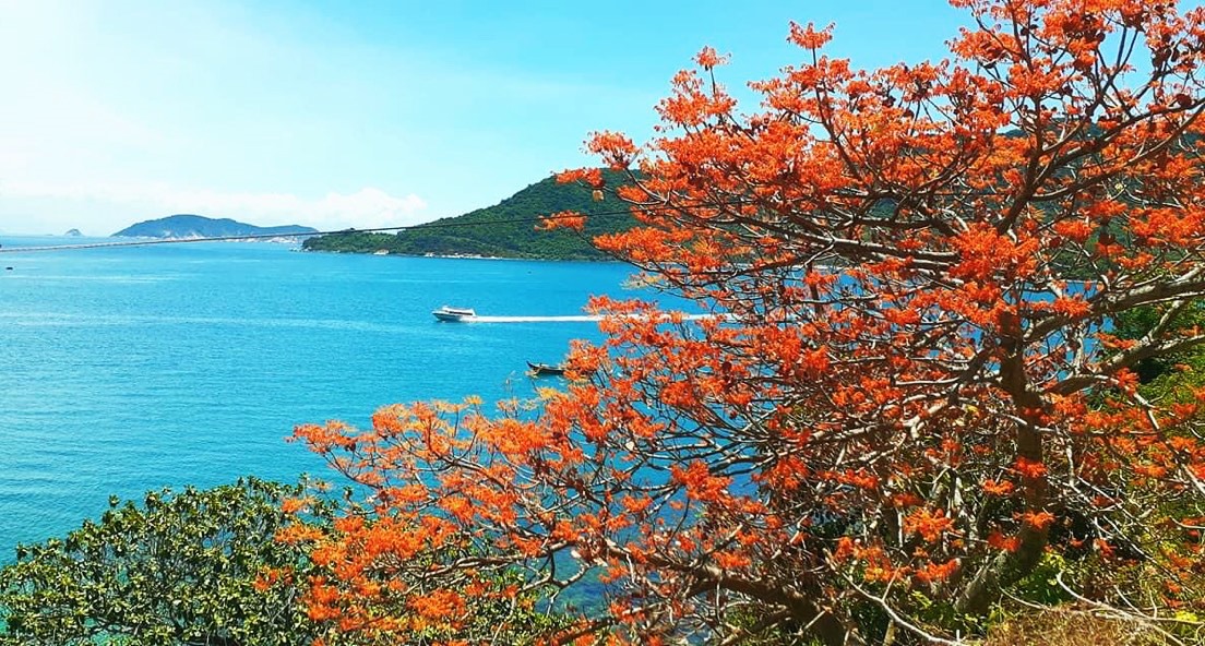 Hoa ngô đồng ở Cù Lao Chàm.