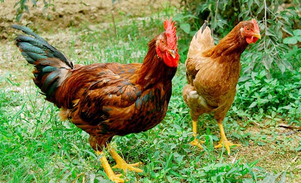 Gà ngon được chọn làm chả. Ảnh: Tạp chí chăn nuôi.