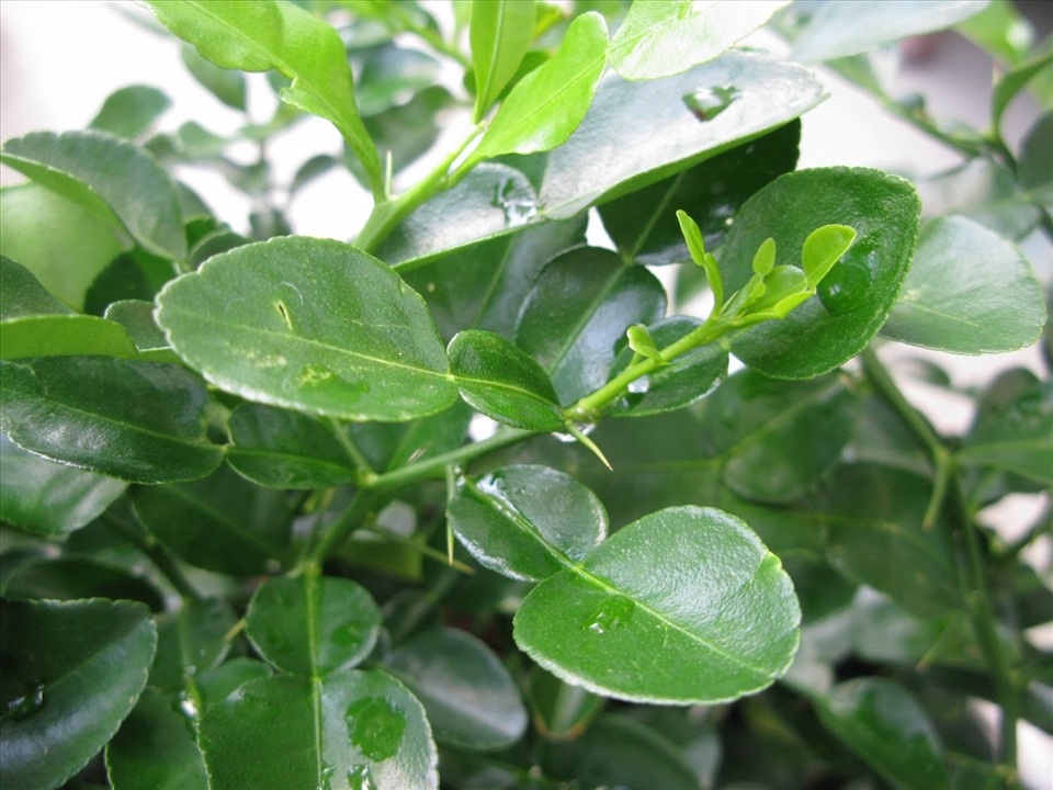 Lá chanh cho vào chả để chả thơm ngon hơn. Ảnh: Báo Lao động.